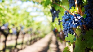 Essential Travel Tips For Your Charter Flights to Napa Valley